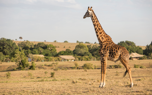 Giraffe Centre Kenya 