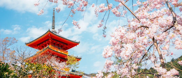 Japan cherry blossom  Package