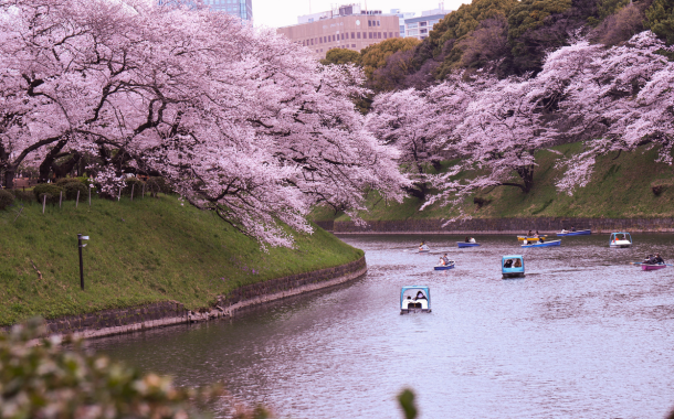 Japan Cherry Blossom Tour Package