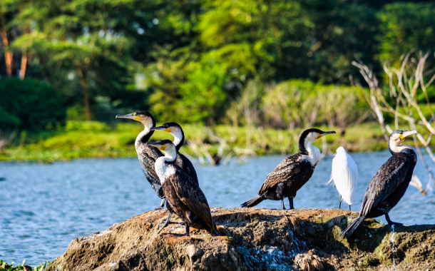 Lake Nakuru