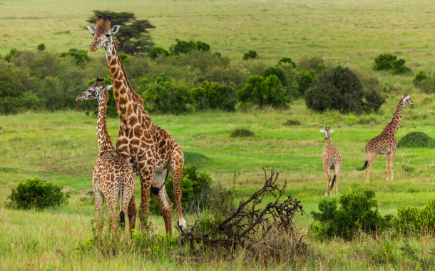 Masai Mara National Park 