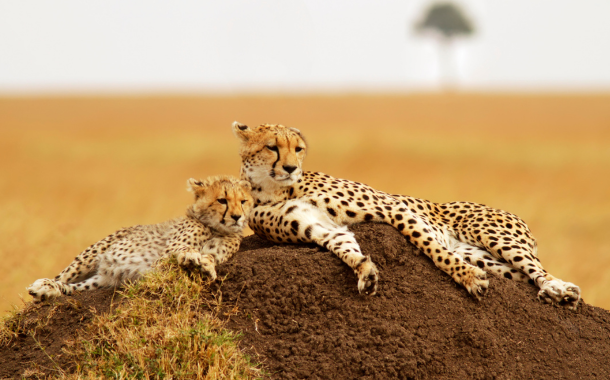 Masai Mara National Park 