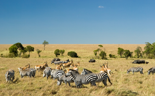 Masai Mara