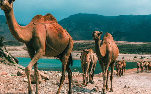 Salalah 