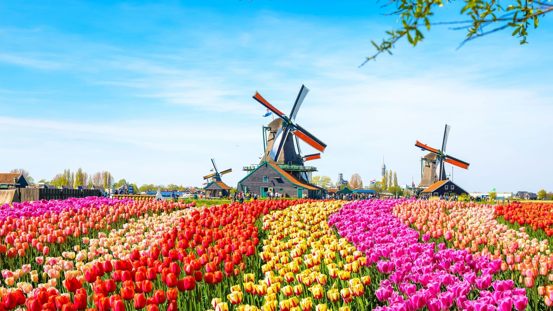 Tulip fields, Netherlands