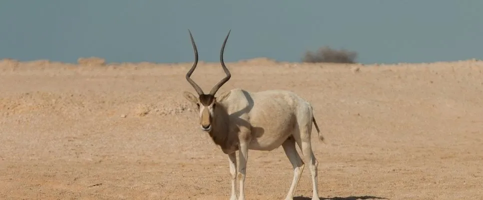 Dhal Al Misfir, on the way to Zekreet