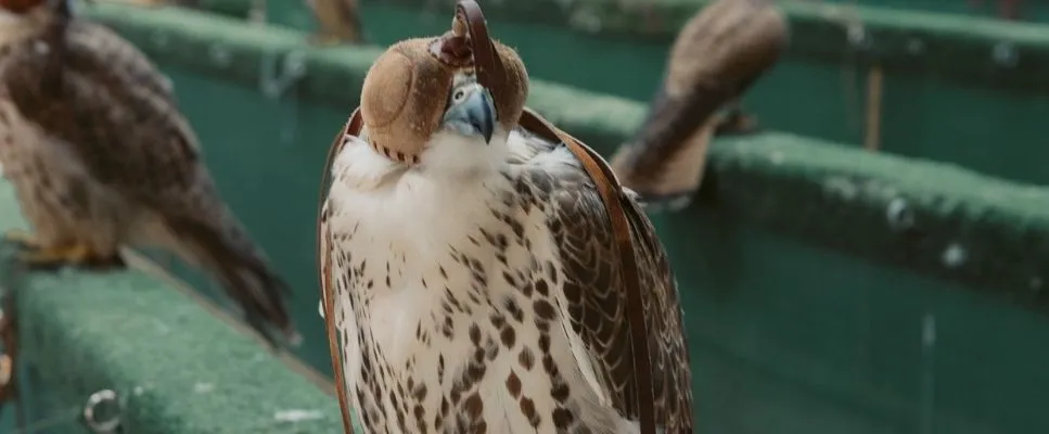 Hooded hunting falcon