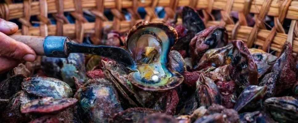 Pearl Diving
