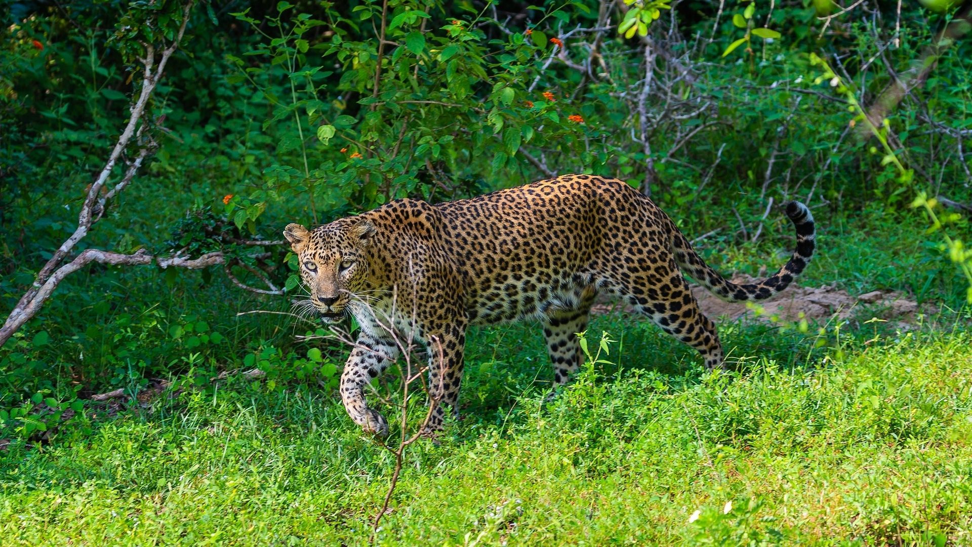 Yalla National Park